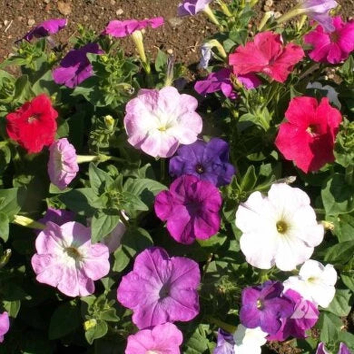 Dwarf Petunia Mix Seeds Multicolor Compact Heirloom Variety, Non-GMO