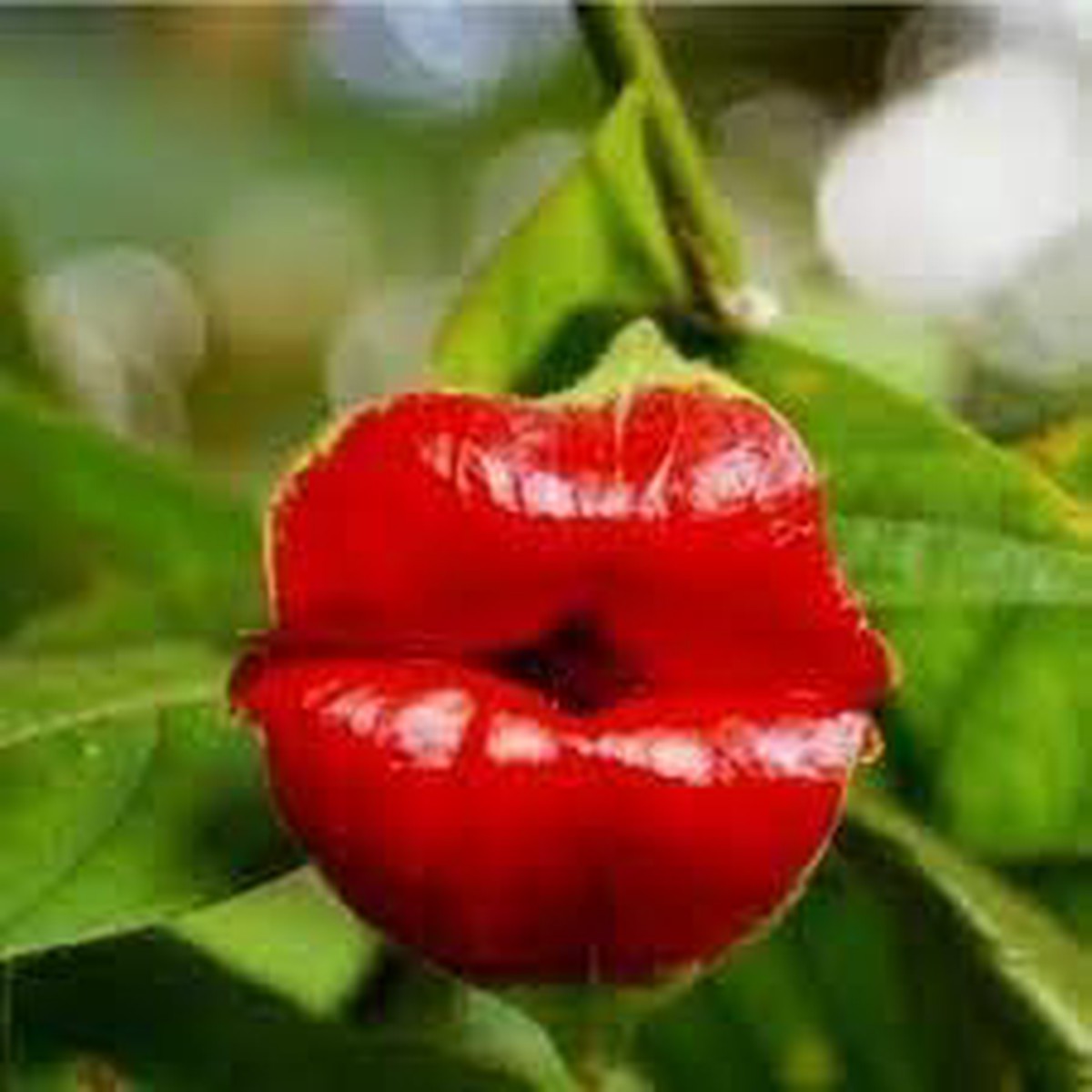 Heirloom Non-GMO Lips Flower Seeds for Planting Unique Lip-Shaped Blooms for Exotic Gardens