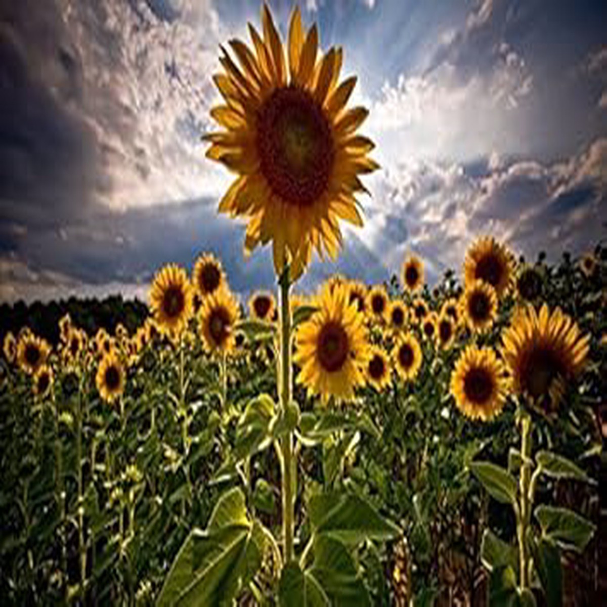 Helianthus Yellow Flower Seeds for Planting Organic, Heirloom, Non-GMO Seeds