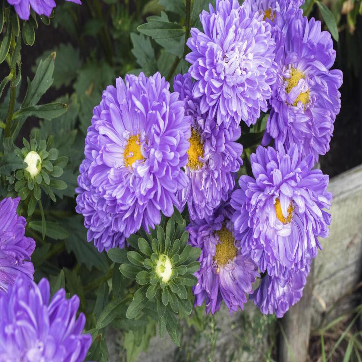 Light Violet Aster Callistephus Flower Seeds for Planting Heirloom, Non-GMO, Drought Tolerant, High Germination
