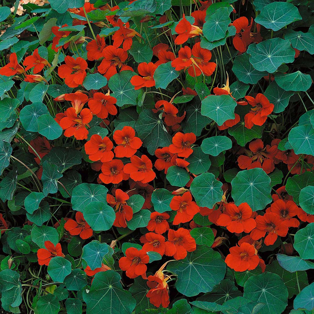 Nasturtium Seeds (Dwarf) - Empress of India