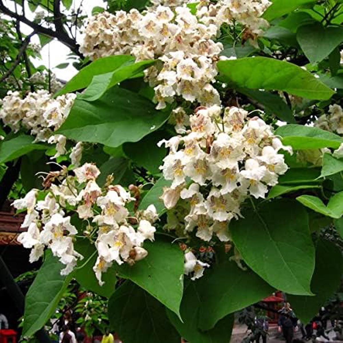 Heirloom Non-GMO Catalpa Flower Seeds for Planting Ornamental Shade Tree with Fragrant Blooms