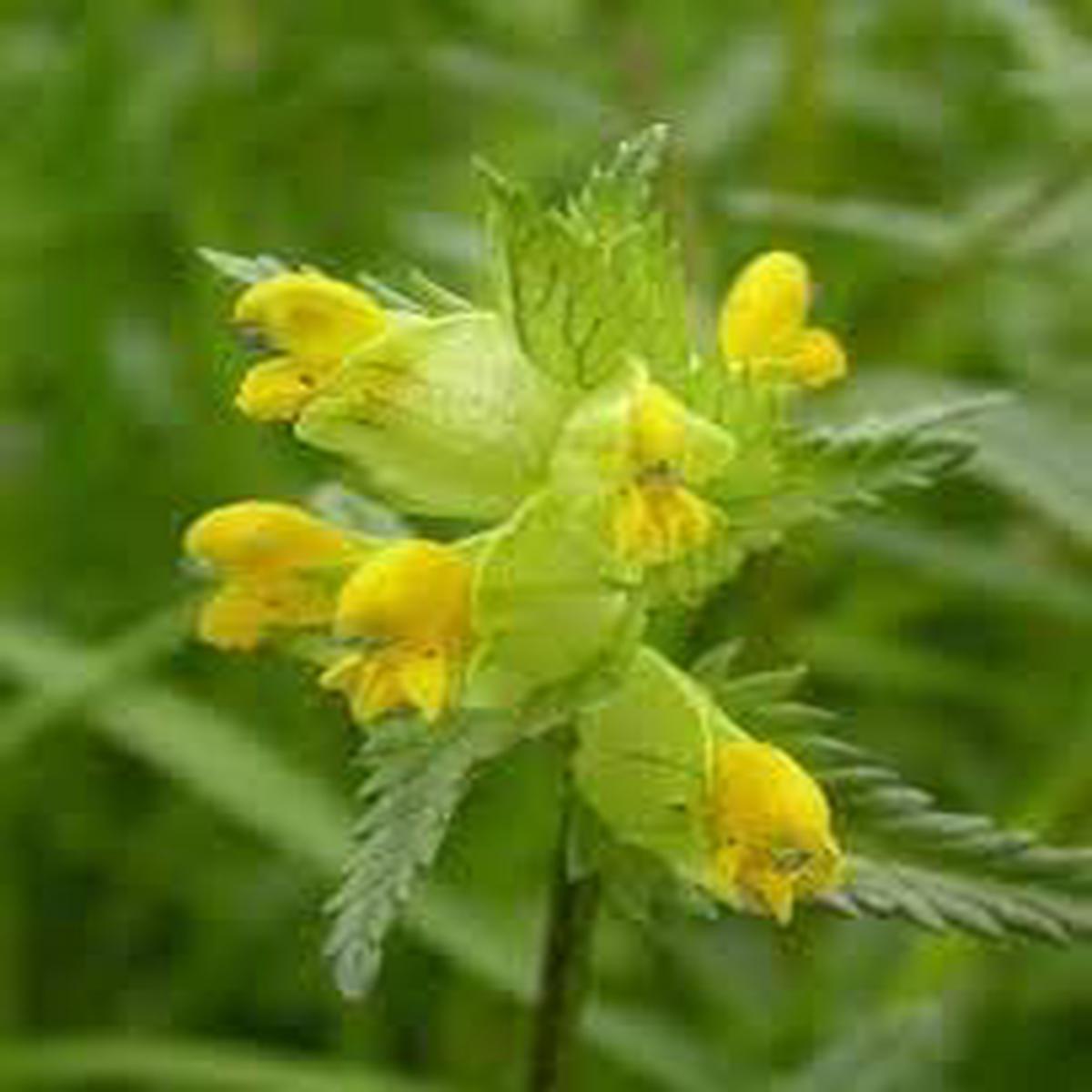 Heirloom Rattle Flower Seeds for Planting Non-GMO, Low Maintenance Organic Garden Seeds