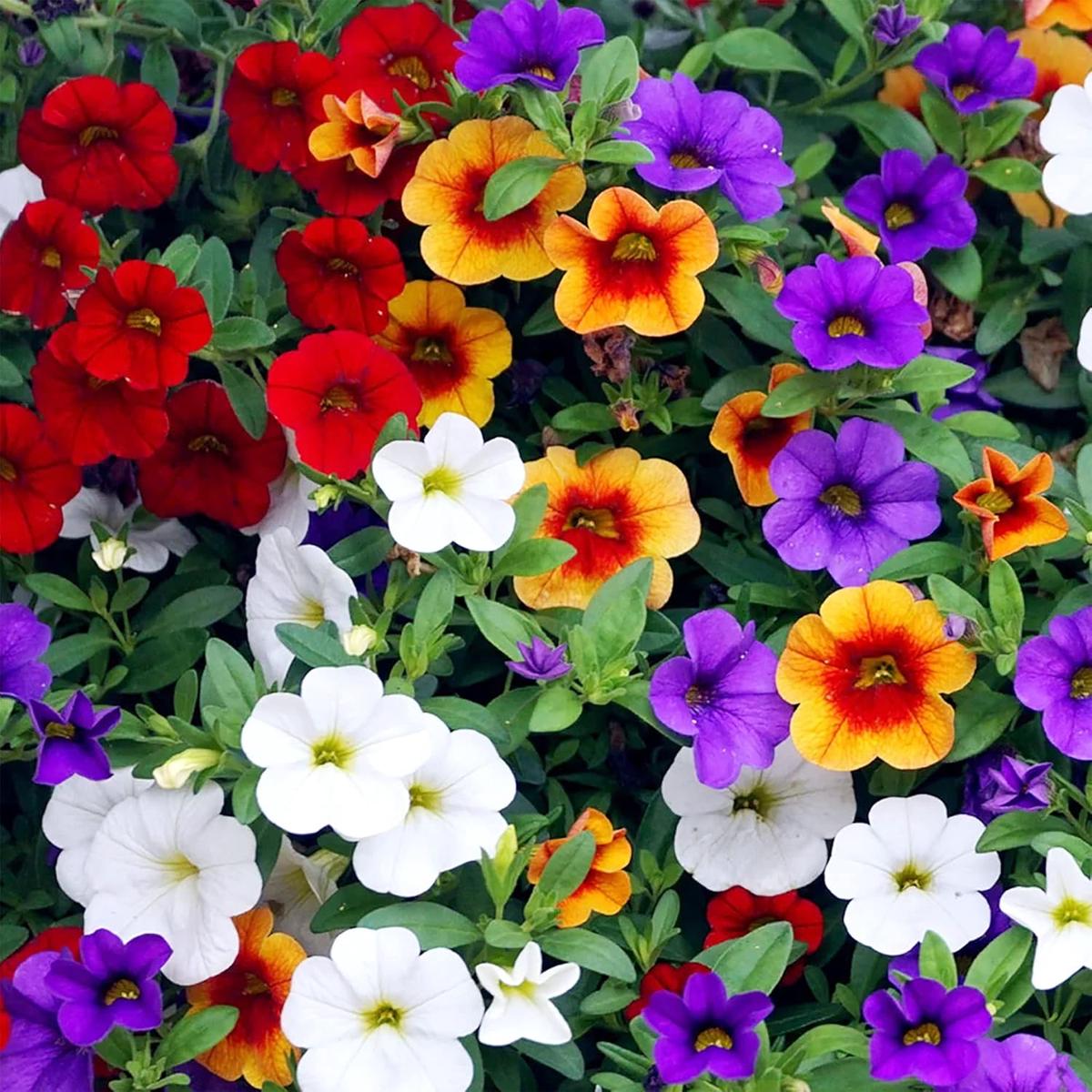 Mixed Calibrachoa Seeds Heirloom, Non-GMO, Perfect for Borders