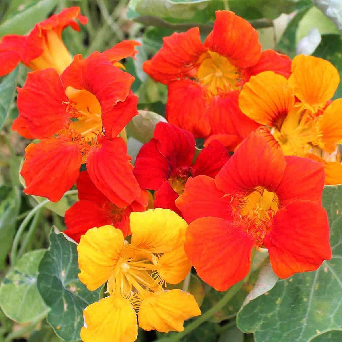 Nasturtium Vesuvio Flower Seeds (Tropaeolum)