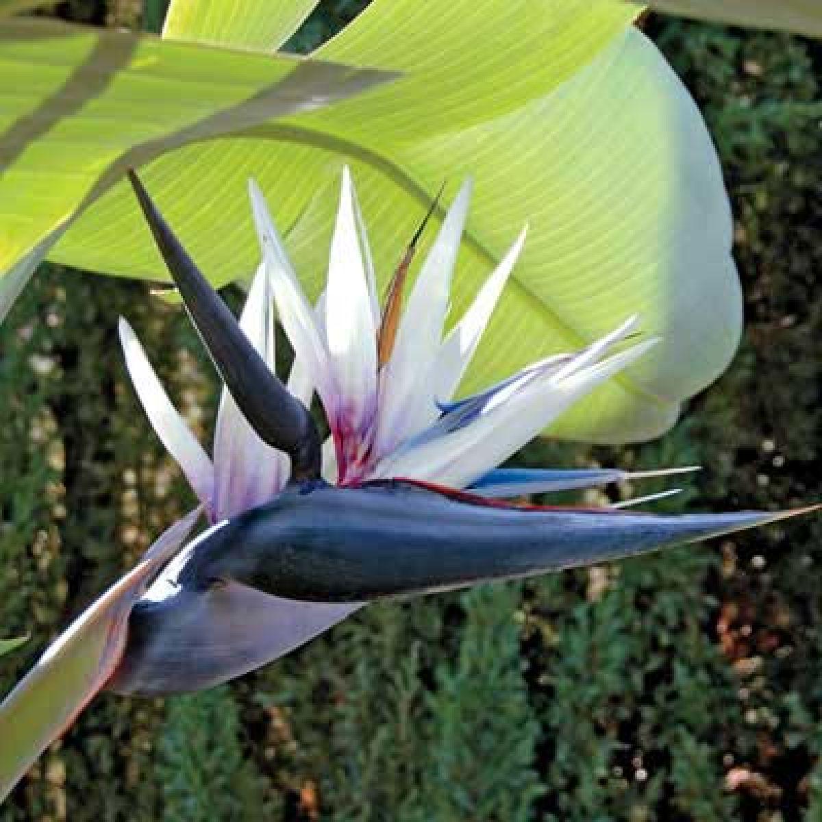 Strelitzia Flower Seeds for Planting Heirloom, Non-GMO, High Germination Organic Garden Seeds