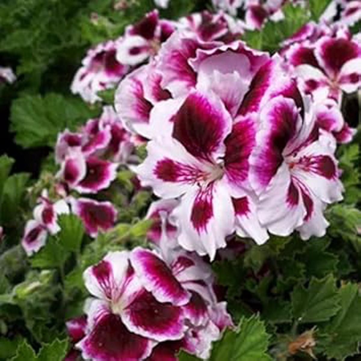 White Dark Red Geranium Pelargonium Seeds for Planting Heirloom, Non-GMO Seeds with High Germination