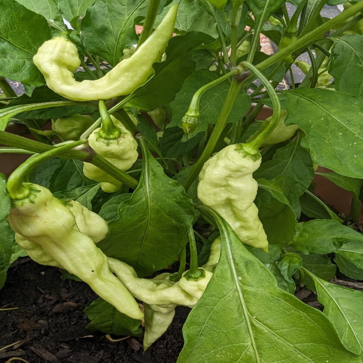 White Ghost mixed shape pepper Seeds Heirloom, Non-GMO, High Germination Organic Garden Seeds