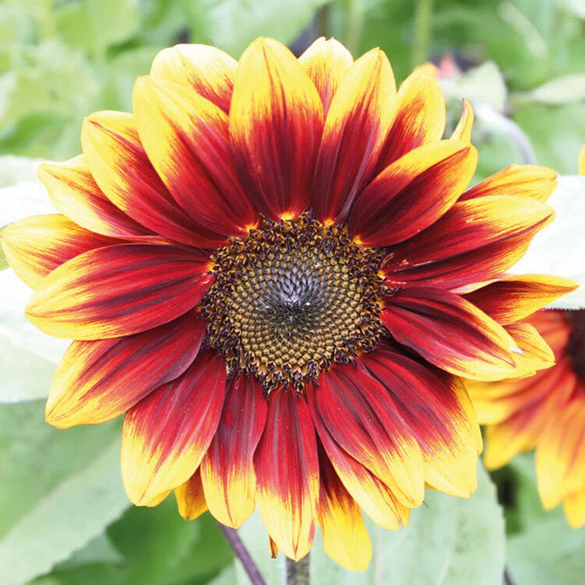Yellow Red SunFlower Seeds for Planting Heirloom Non-GMO, High Germination Organic Garden Seeds