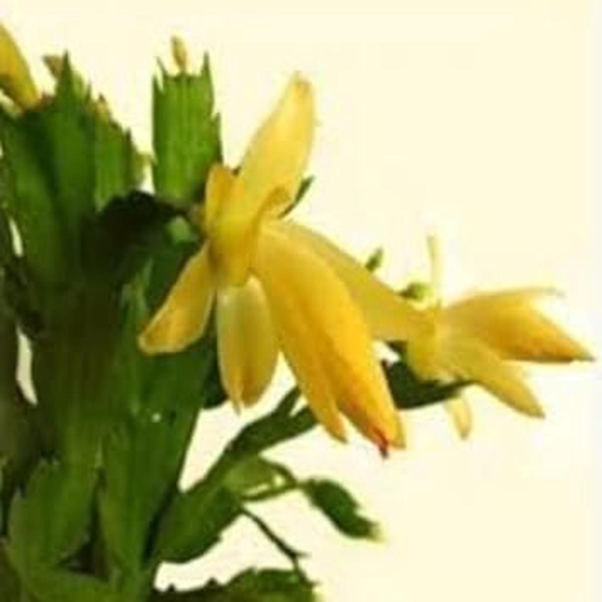 Yellow Zygocactus Truncatus Flower seeds for Planting Pollinator Friendly Heirloom & GMO Free Seeds for Home Garden   Sale