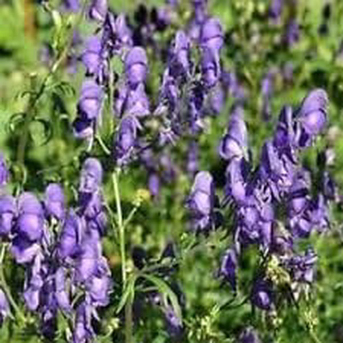Aconitum Napellus Flower seeds for Planting - Premium Quality, Heirloom & GMO Free Seeds for Home Garden