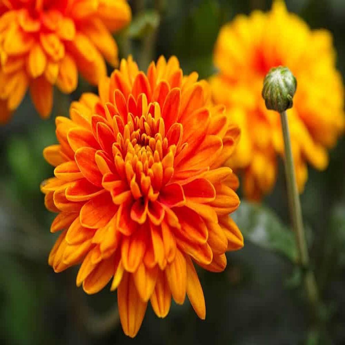 Chrysanthemum Flower Seeds for Planting 100 pcs