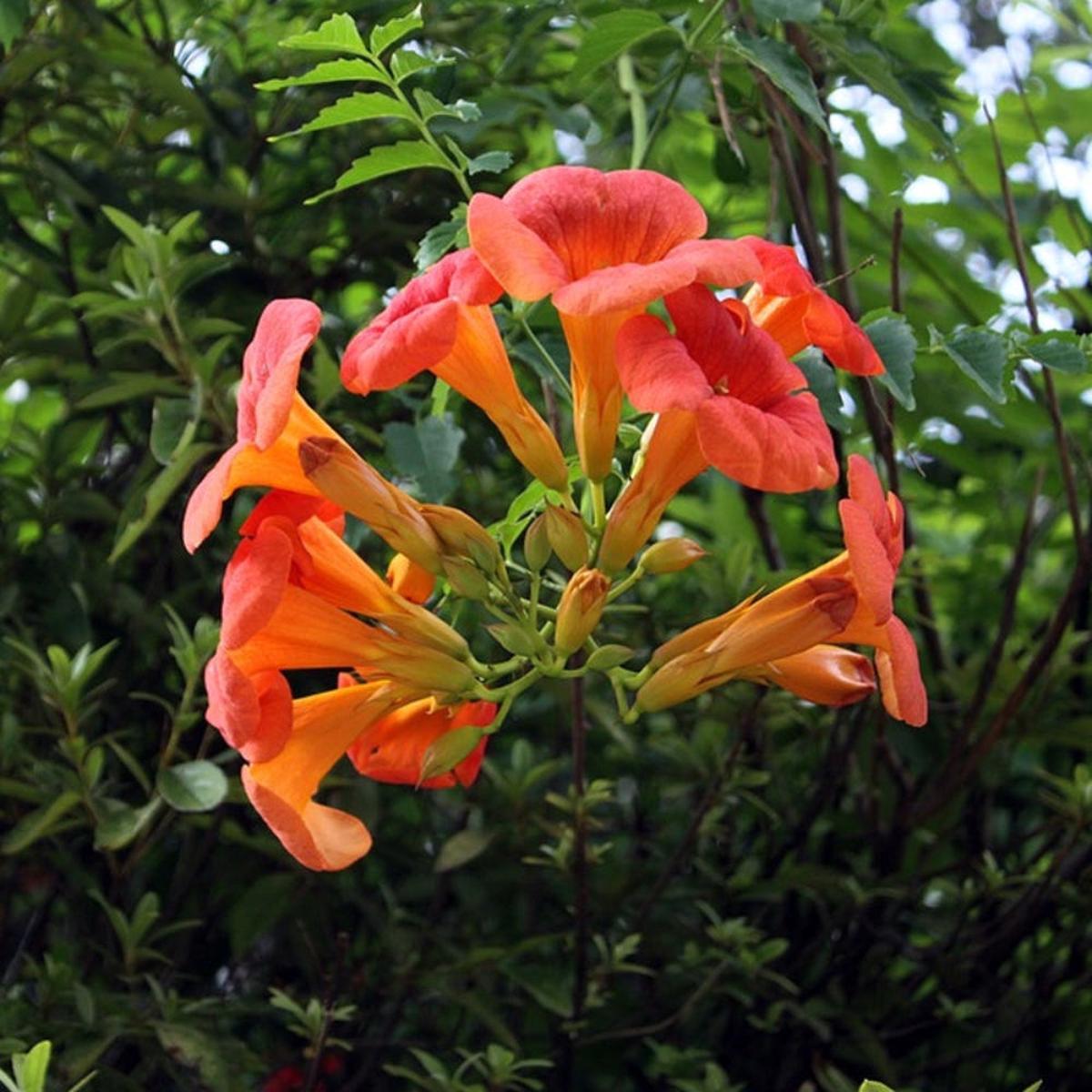 Hummingbird Vine (Hedychium spp.) Flower Seeds for Planting Heirloom, Non-GMO, Perennial, Pollinator-Friendly