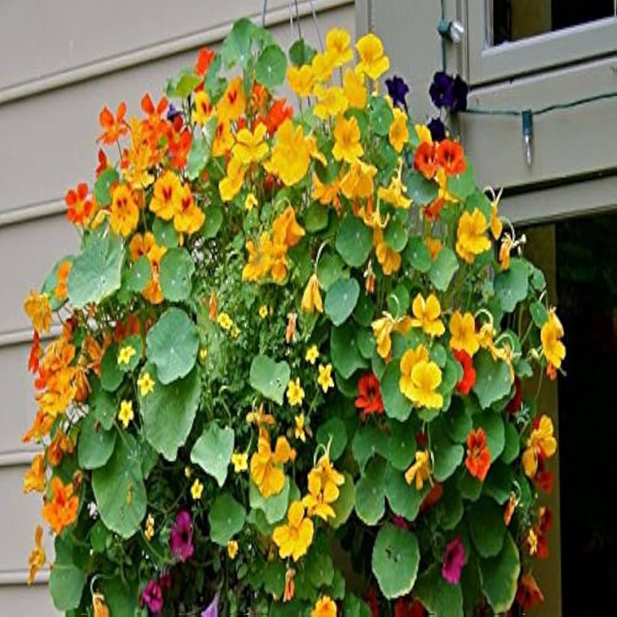 Nasturtium Hanging Basket Flower Seeds Pcs Pack