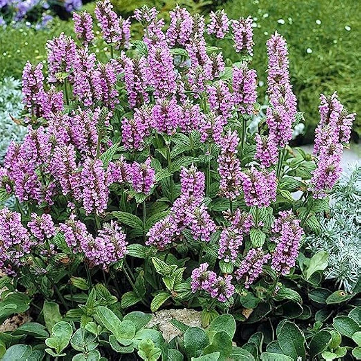 Nepeta Seeds for Planting Nepeta spp. for home gardens and herb beds