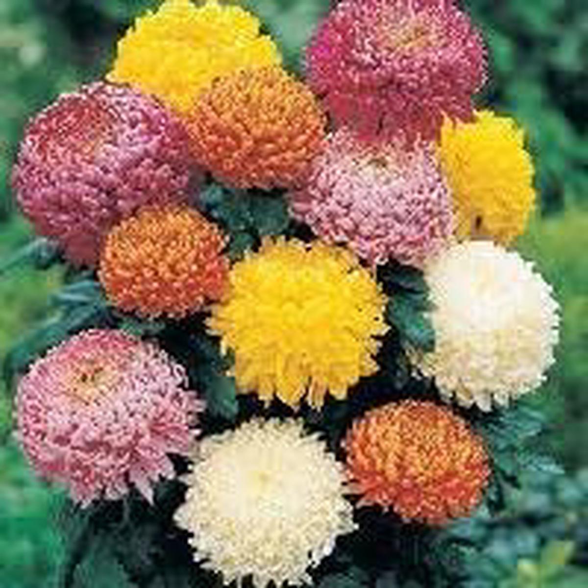 Organic Mixed Colors Chrysanthemum Flower Seeds for Planting Heirloom, Non-GMO