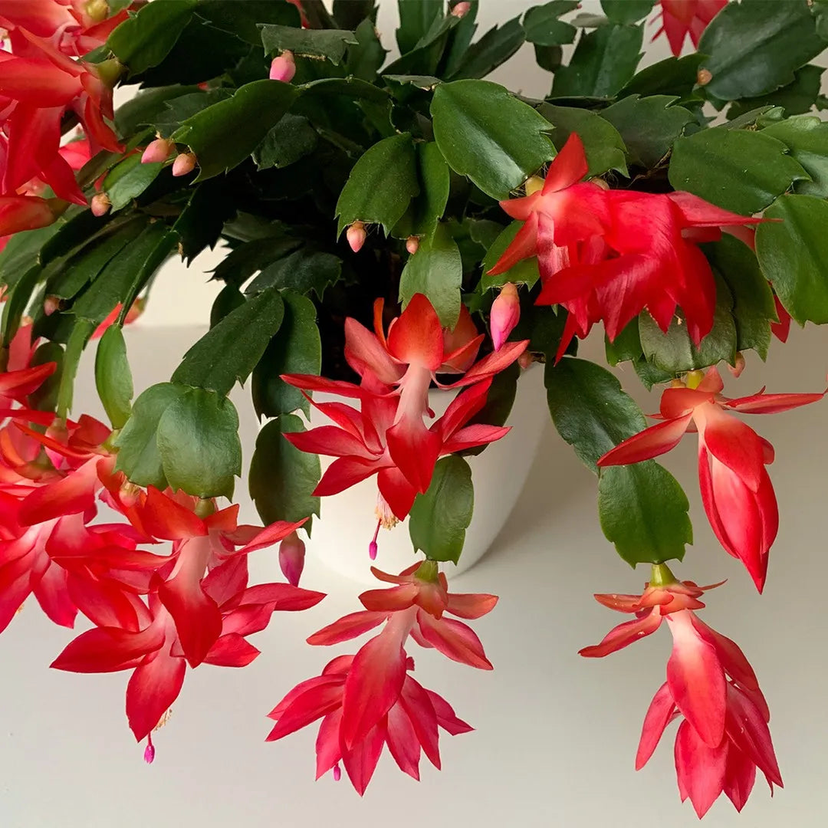 Red Schlumbergera Flower Seeds for Planting Heirloom Non-GMO Christmas Cactus Seeds