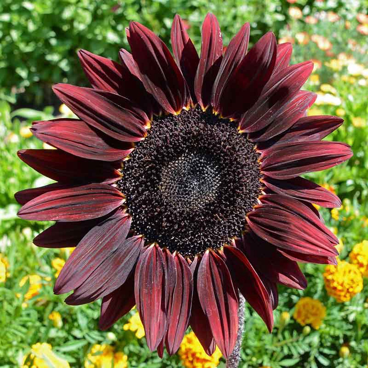 Sunflower Seeds - Chocolate Cherry