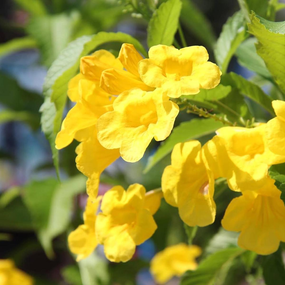 Tecoma Flower Seeds for Planting, NON GMO Seeds