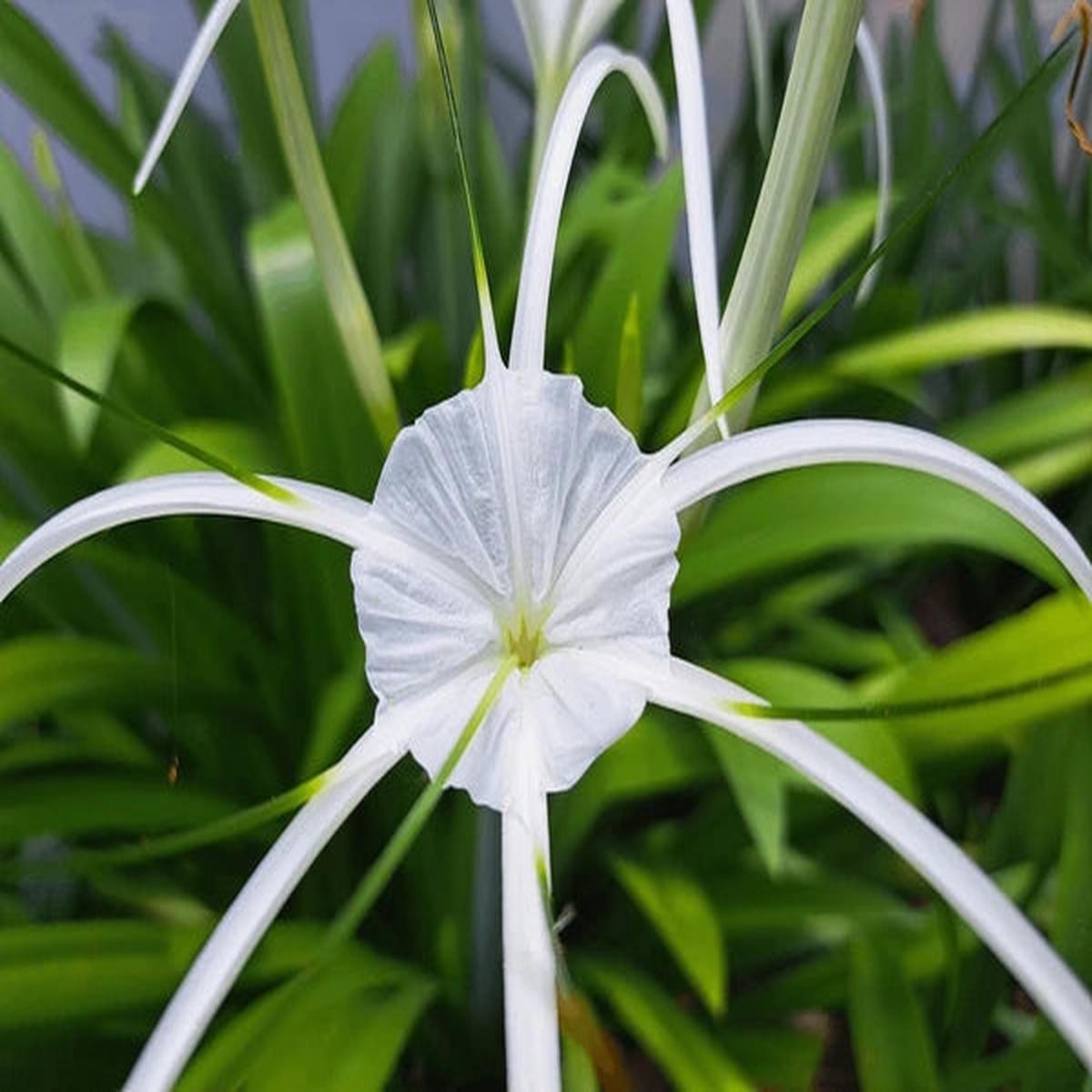 White Cape Lily Seeds for Planting Tropical Aquatic Blooms, Heirloom & Non-GMO Seeds