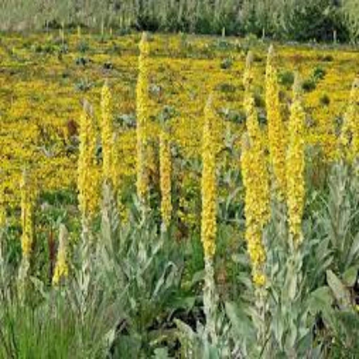 Yellow Woolly Mullein Flower seeds for Planting - Compact Growth, Heirloom & GMO Free Seeds for Home Garden