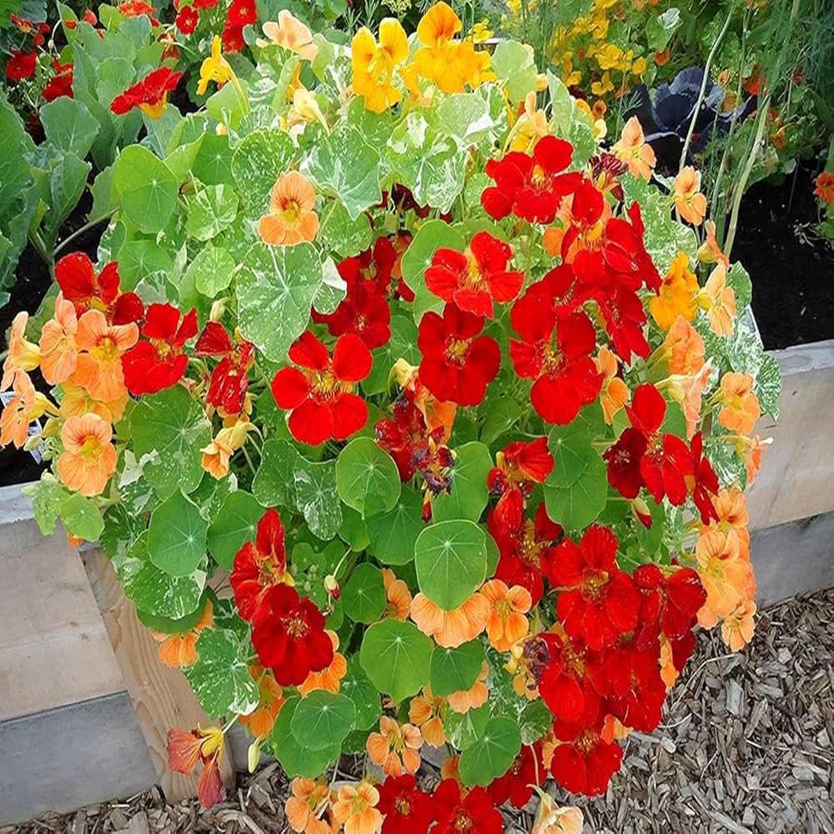 Alaska Mix Nasturtium Tropaeolum Majus Flower For Balcony Garden And Planting Flower Seeds for Home