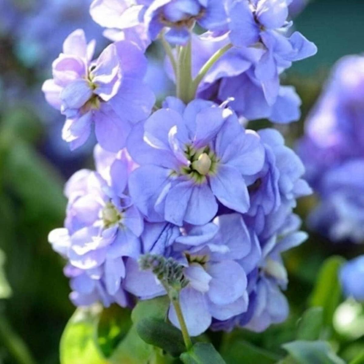 Blue Mini Matthiola Flower Seeds for Planting Heirloom, Non-GMO, Bright Blooms, High Germination