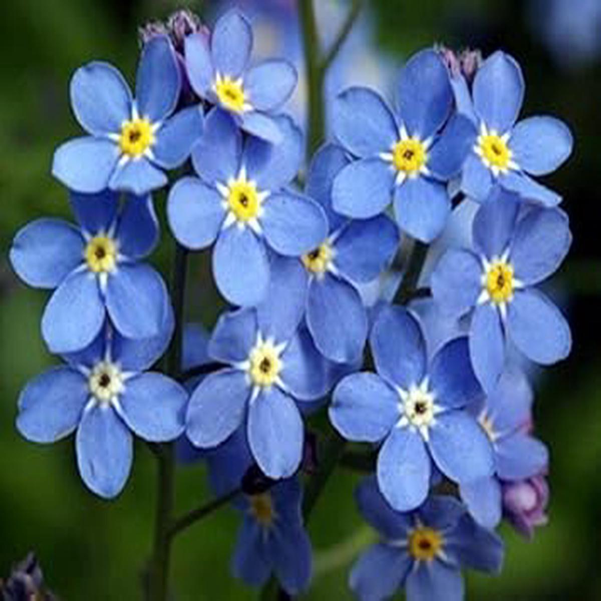 Blue Perennial Flower - Heirloom, Non - Gmo Seeds