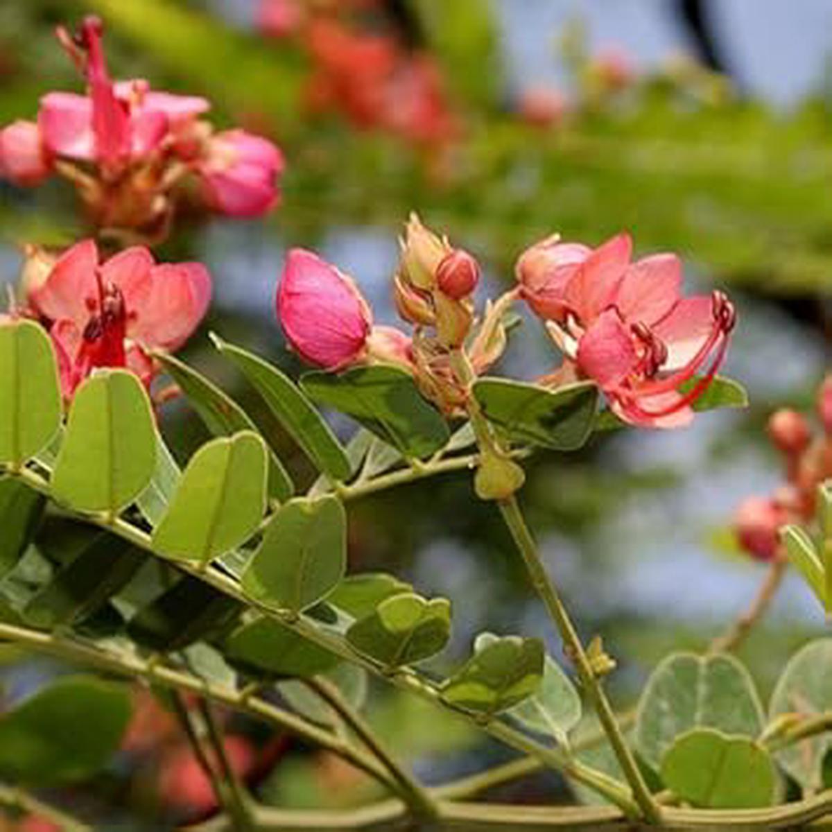 Cassia Marginata Flower Seeds for Planting 100 pcs, Heirloom, Non-GMO, High Germination