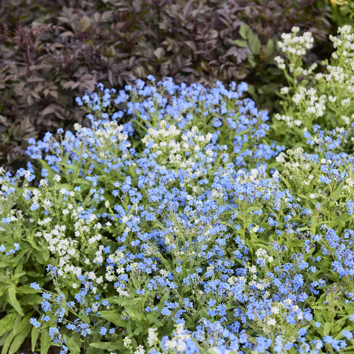 Chinese Forget Me Not Seeds - Chill Out