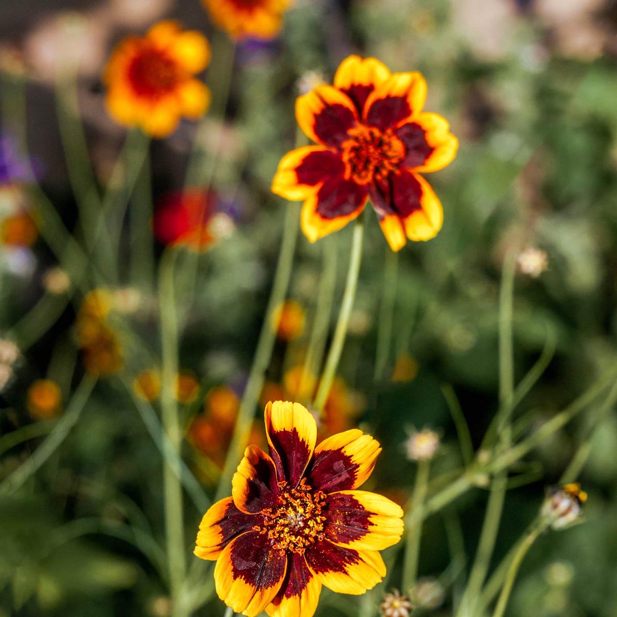 Cosmidium Brunette Seeds Cosmidium Burridgeanum Annual Flowers + Seeds