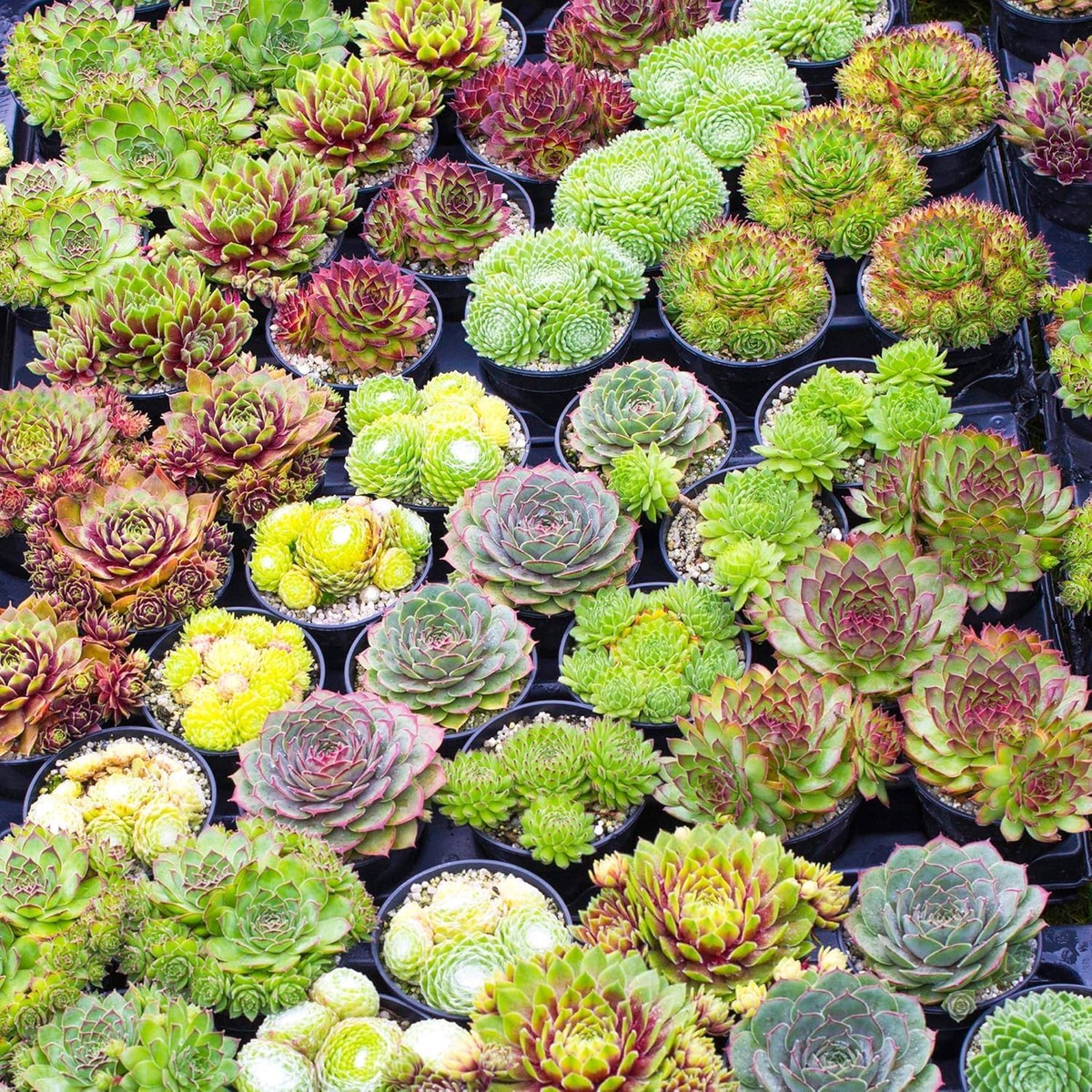Green Sempervivum - Heirloom, Non - Gmo Seeds
