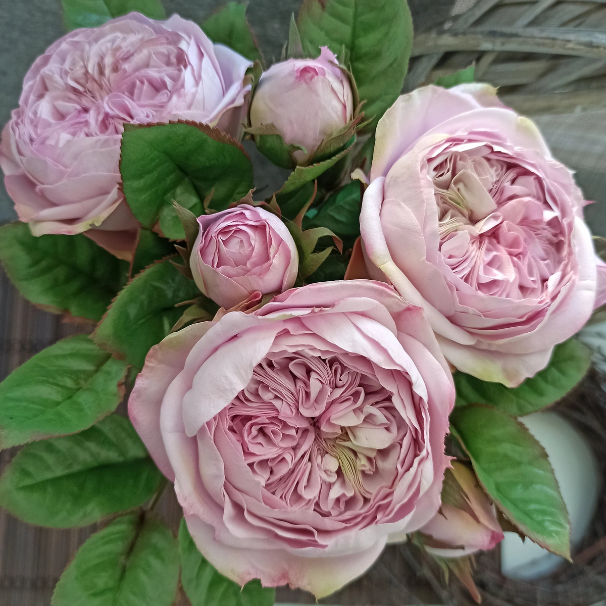 Heritage Rose Seeds Pink David Austin Rose for Garden and Bonsai Planting