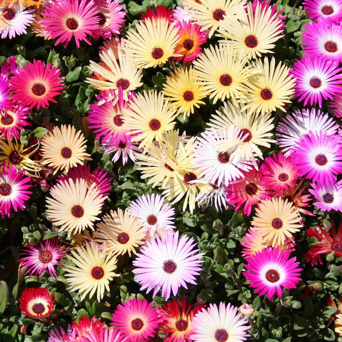 Livingstone Daisy Mixed Colors Drought-Tolerant Flower Seeds