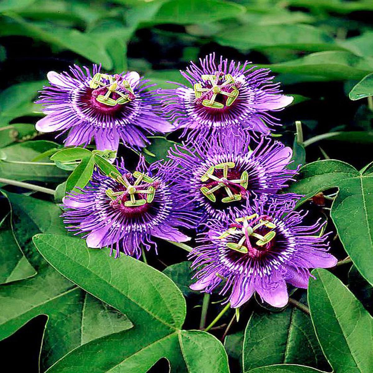 Passion Flower Seeds for Planting Seasonal Bloomer, Heirloom, Non-GMO