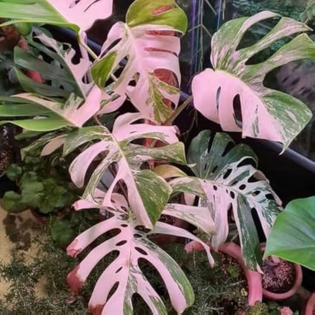 Philodendron Philodendron Hederaceum Foliage Plant For Planting In Vertical Garden Indoor Pots