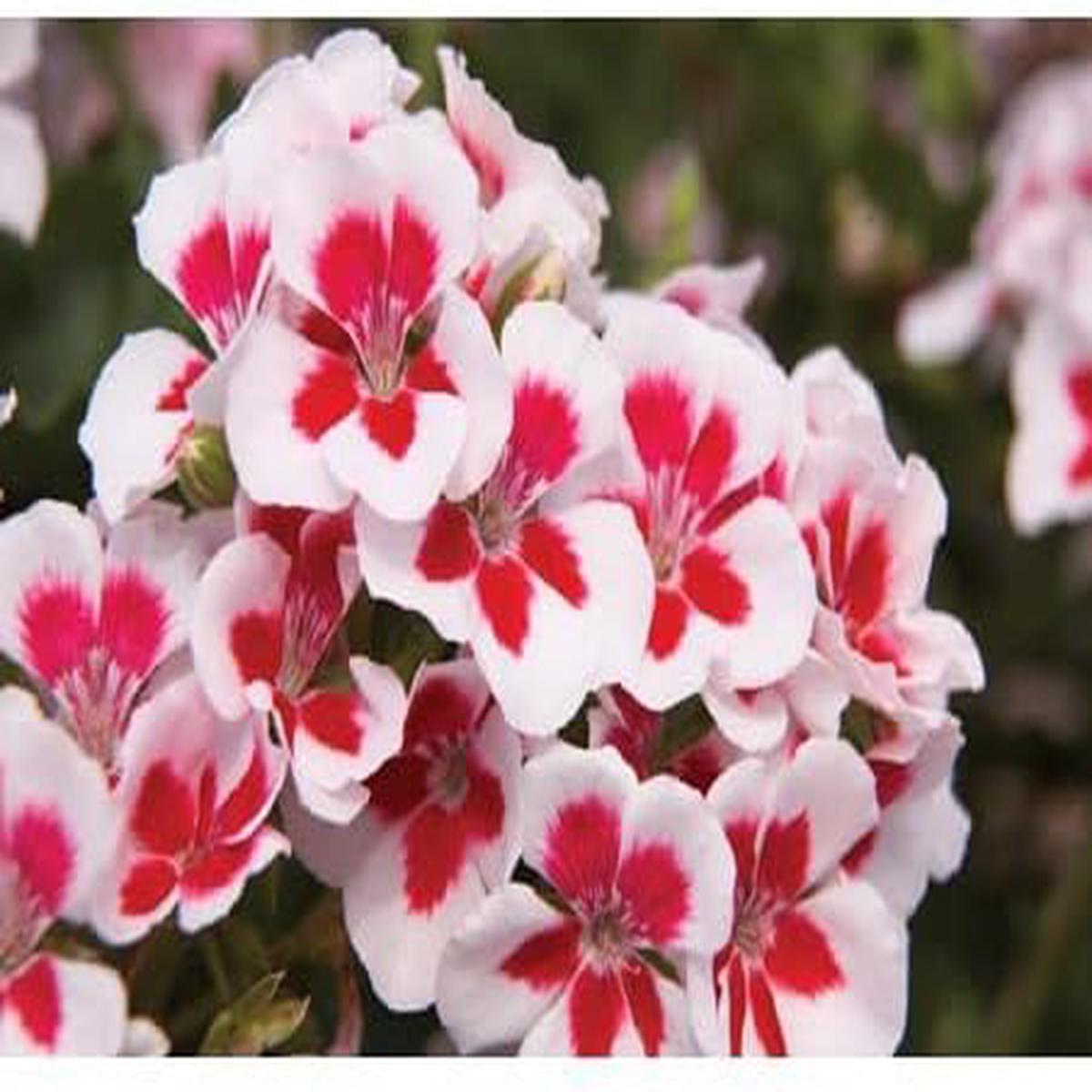 Red & White Geranium Flower Seeds for Planting Heirloom, Non-GMO, High Germination Organic Garden Seeds