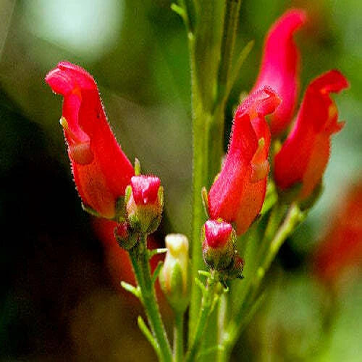 Scrophularia macrantha Redbirds in a Tree Seeds Heirloom, Non-GMO, High Germination Organic Garden Seeds