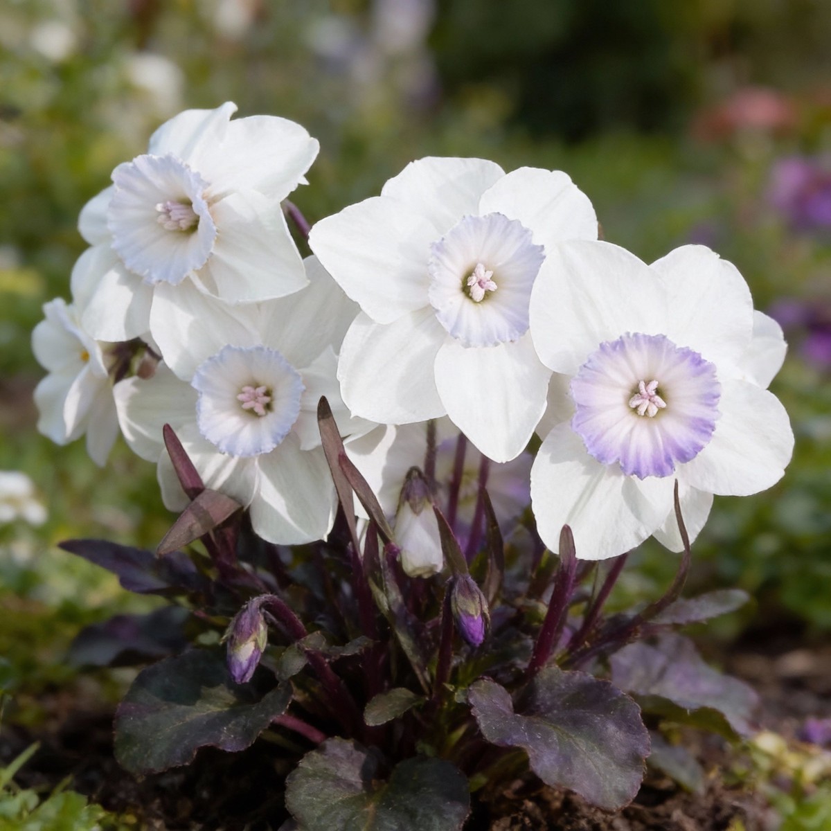 White Violet Daffodil Seeds for Planting in Your Garden