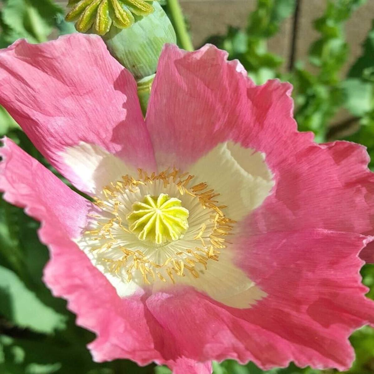 Afghan Special Poppy Papaver Somniferum For Planting In Flower Bed Flower Seeds for Home Garden