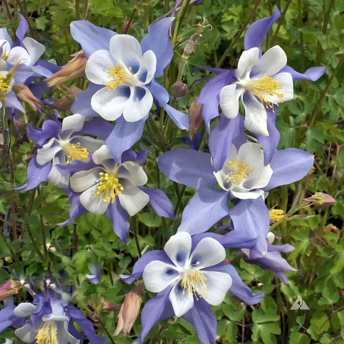 Akelei Pflanze Flower Seeds for Planting  Heirloom Non-GMO, High Germination Organic Garden Seeds