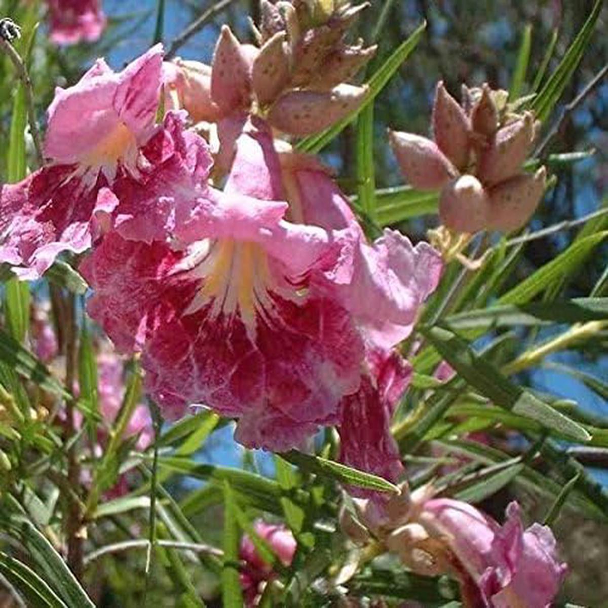 Desert Willow Seeds - Ornamental Tree or Shrub for Dry Landscapes