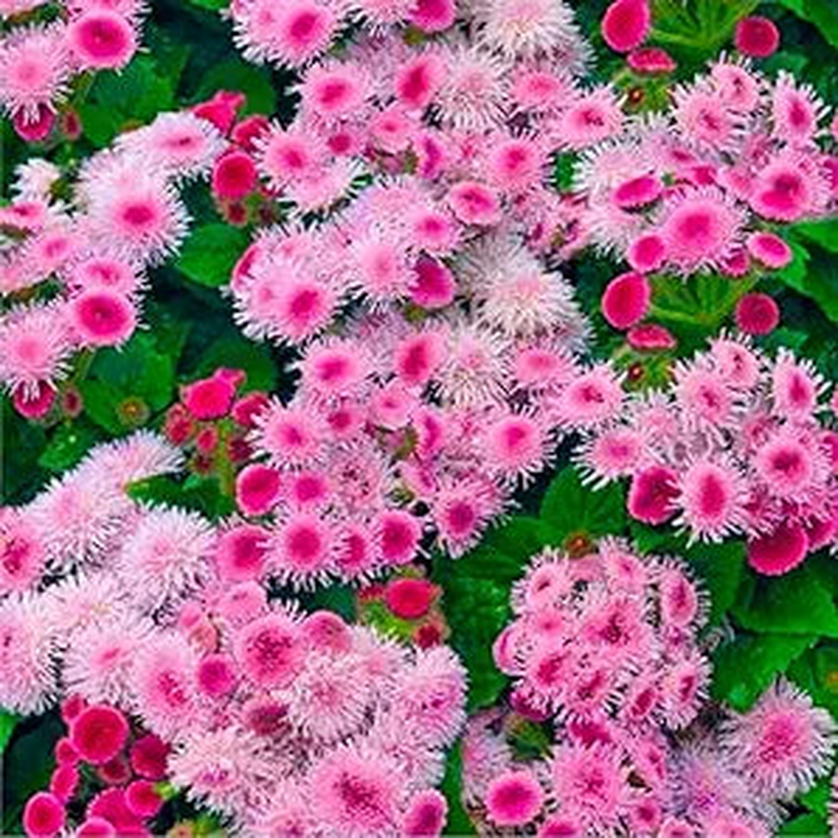 Floss Flower Seeds for Soft and Fluffy Blooms