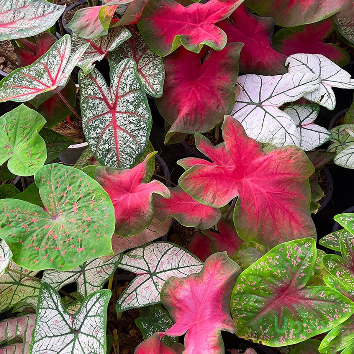 Heirloom Caladium Bicolor Mixed Flower Seeds Non-GMO, High Germination Ornamental Garden Seeds