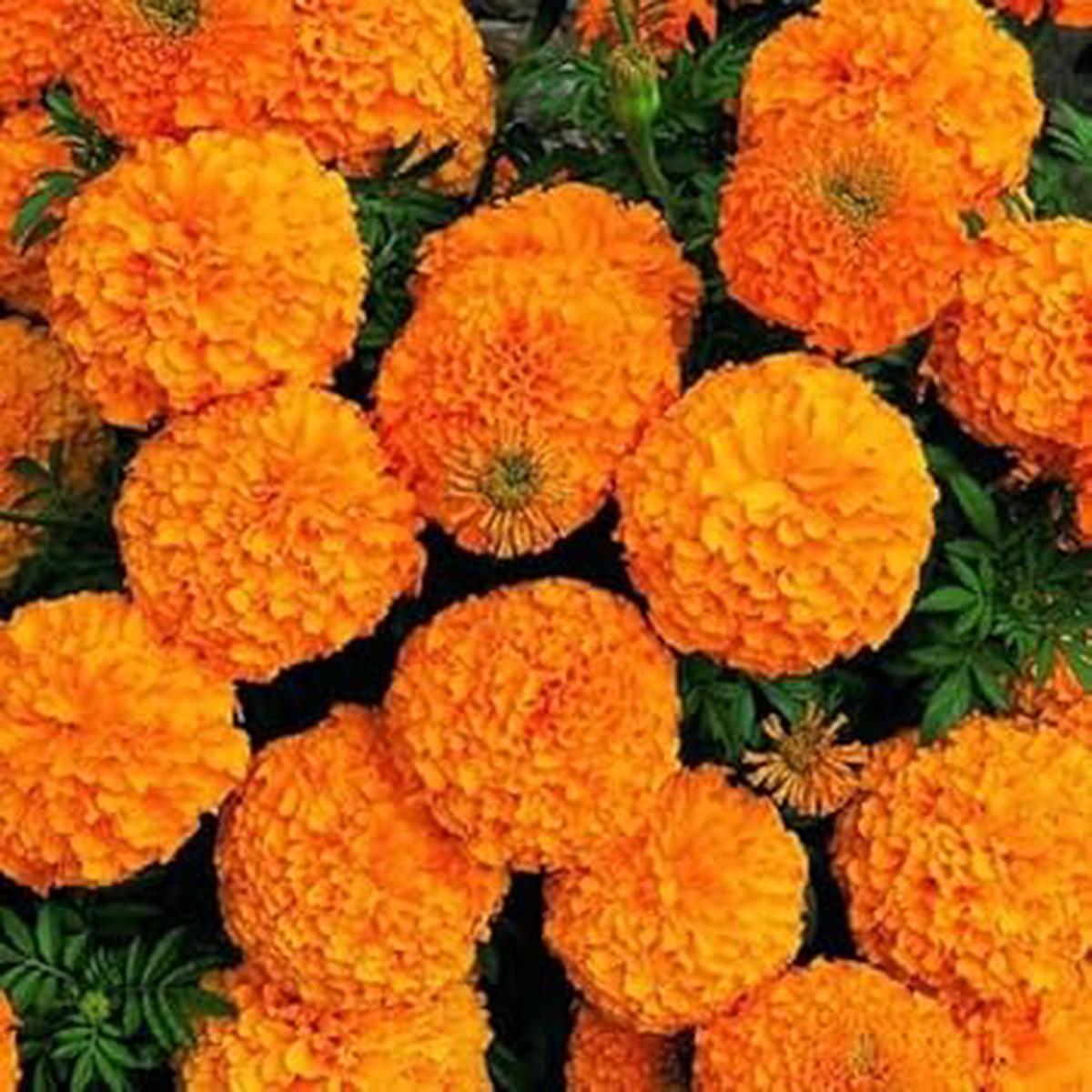 Heirloom Non-GMO Marigold Flower Seeds for Planting Vibrant Colorful Garden Blooms