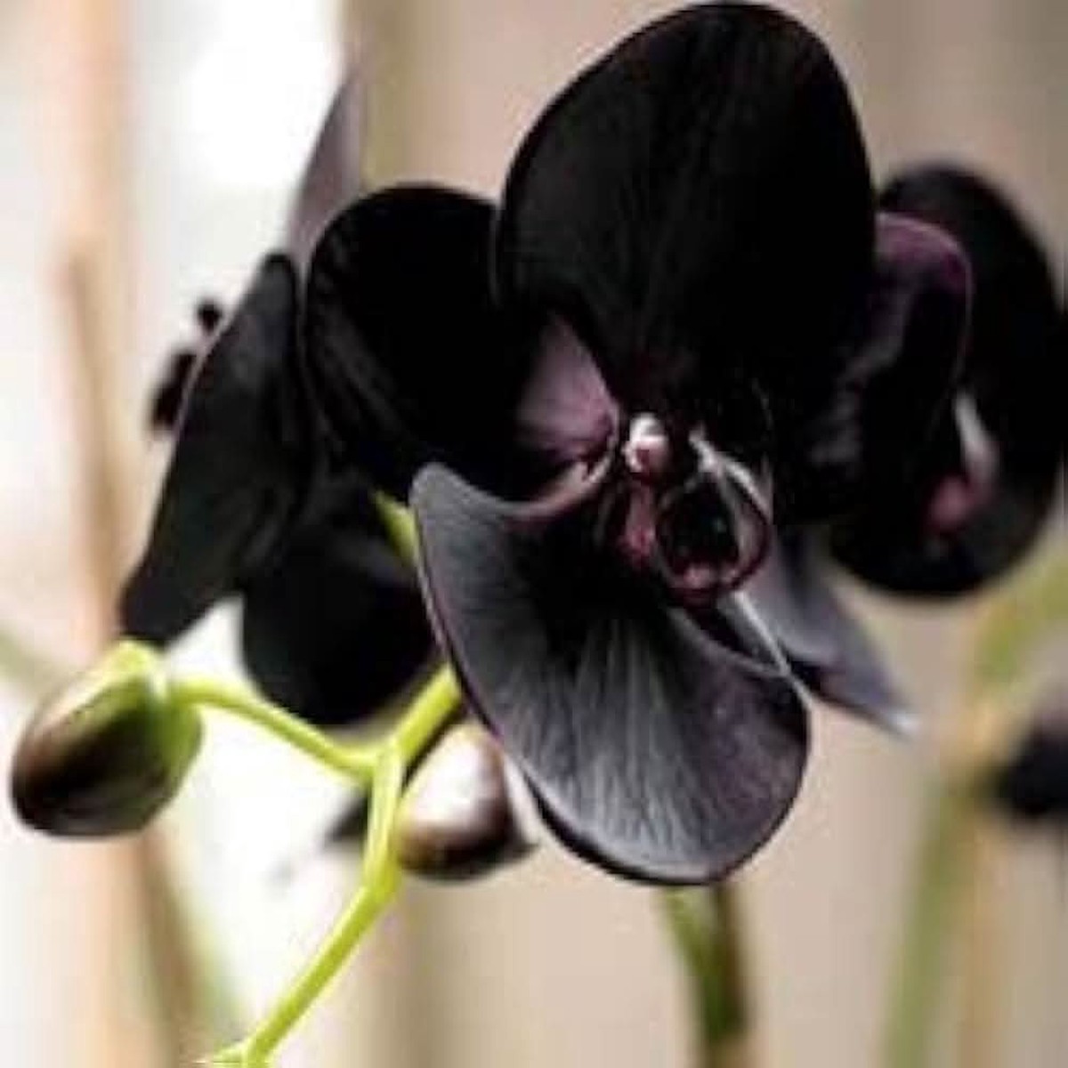 Hydroponic Phalaenopsis Orchid Plant Seeds