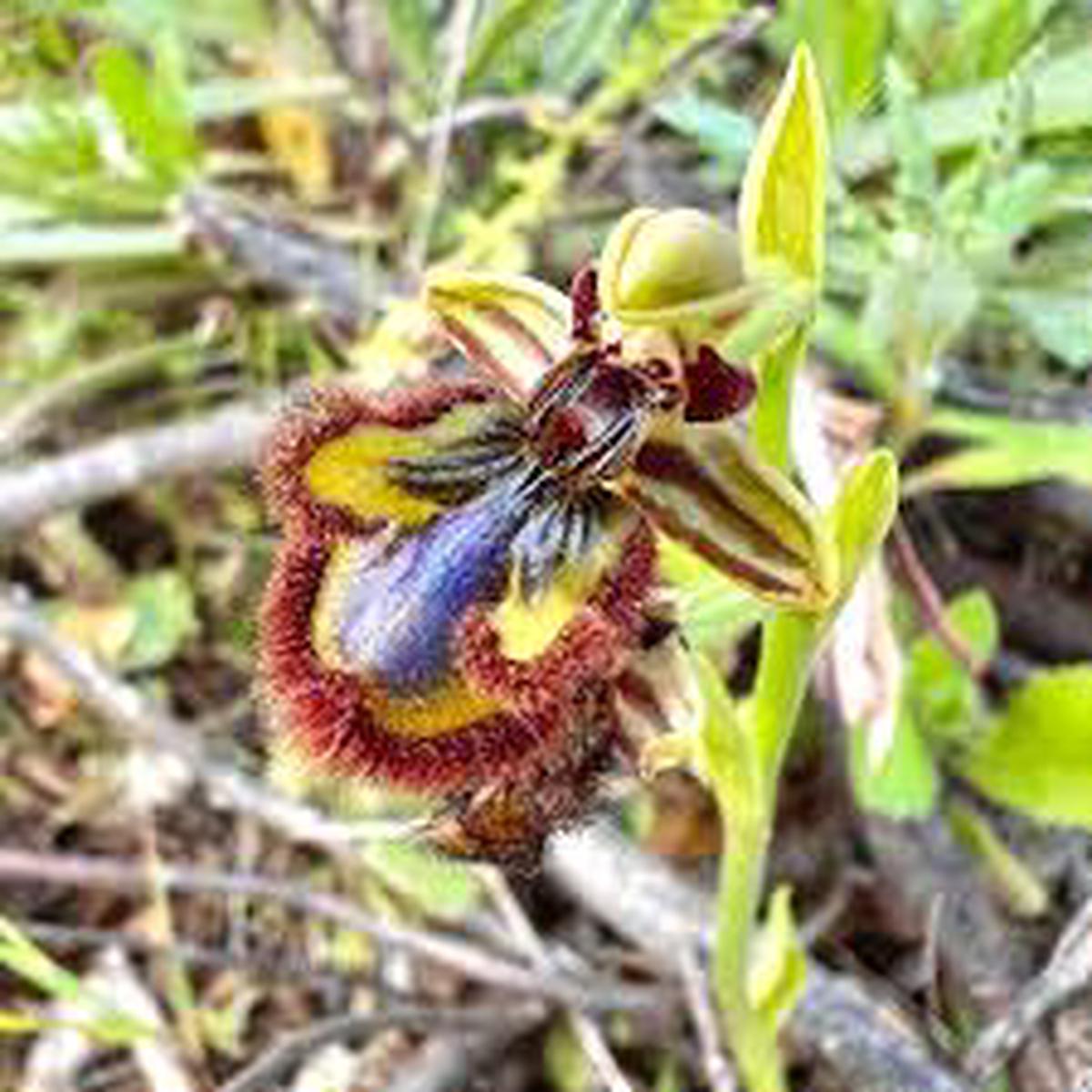 Mixed Ophrys Speculum Seeds for Planting
