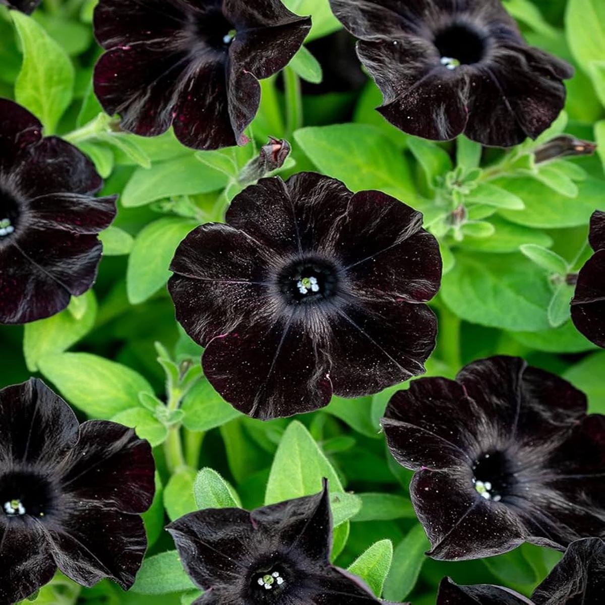 Petunia Petunia Hybrida Velvet Flower Seeds for Planting