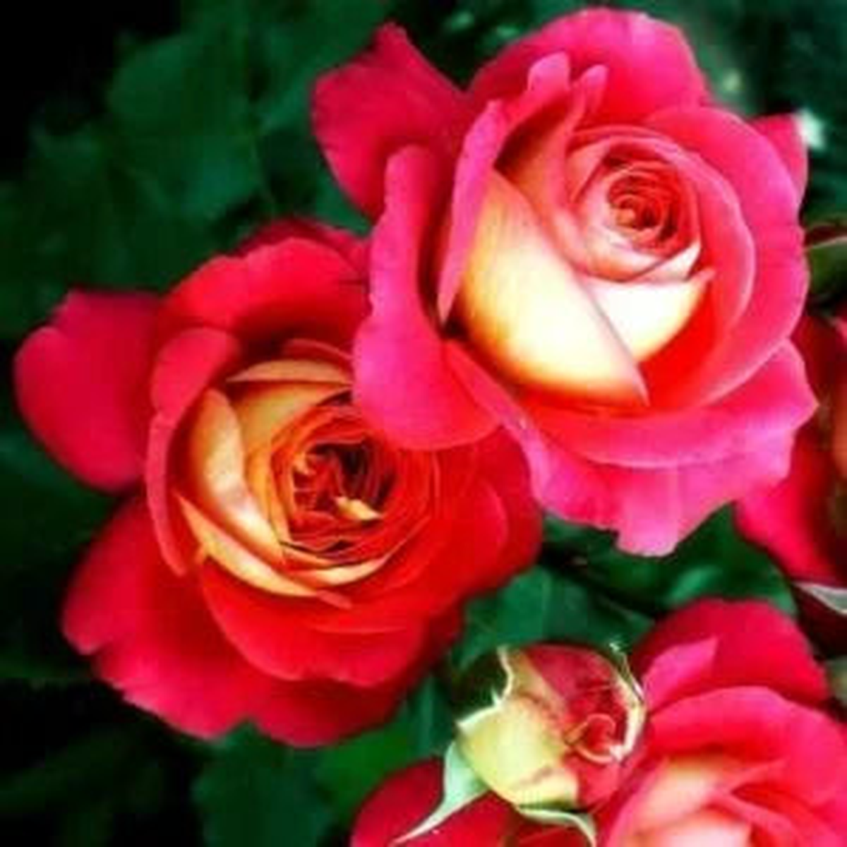 Red Rose Flower Planting Seeds Collection