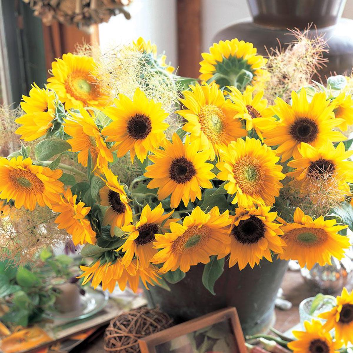 Sunrich Blend